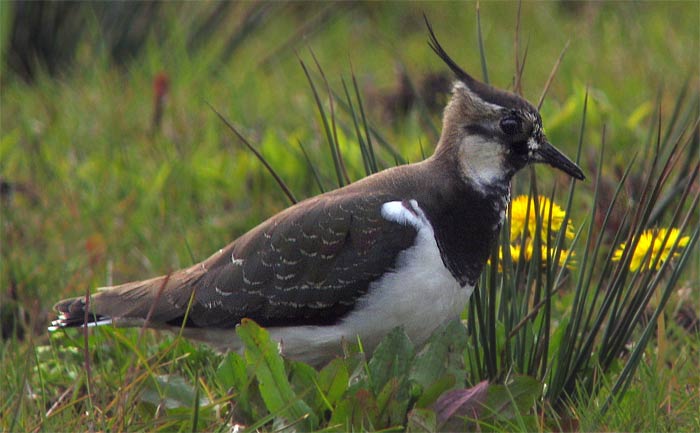 Lapwing bird graphics