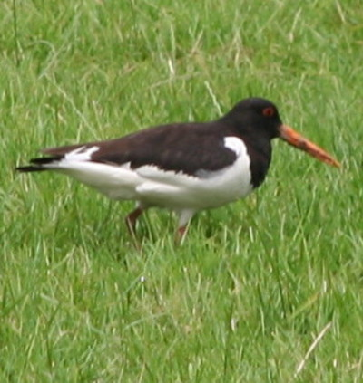 Lapwing bird graphics