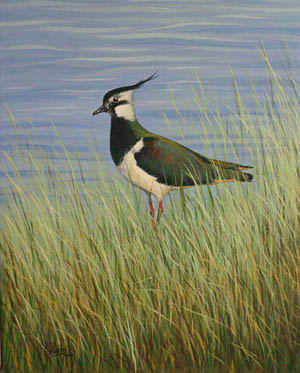 Lapwing