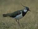 Lapwing bird graphics