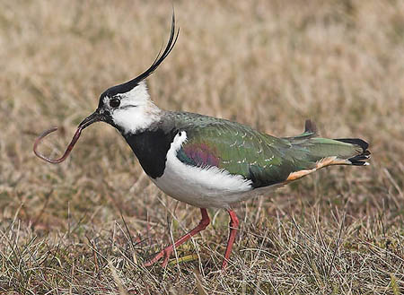 Lapwing