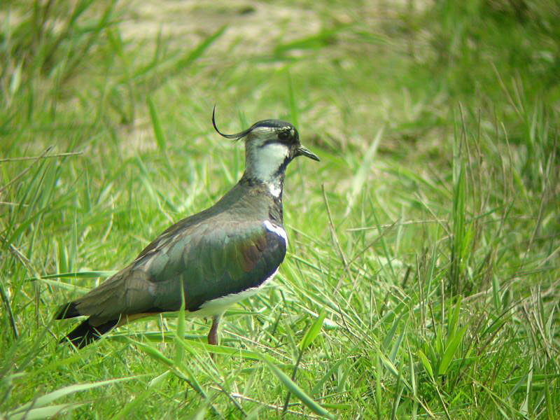 Lapwing bird graphics