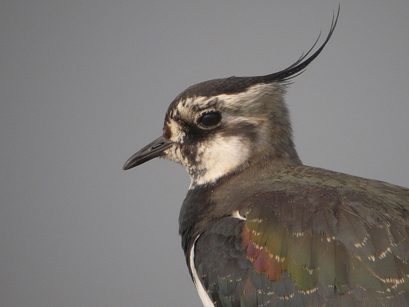 Lapwing bird graphics