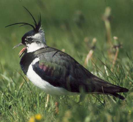 Lapwing bird graphics