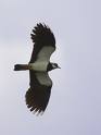 Lapwing bird graphics