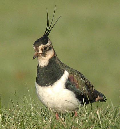 Lapwing bird graphics