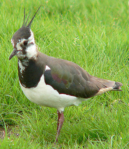 Lapwing bird graphics