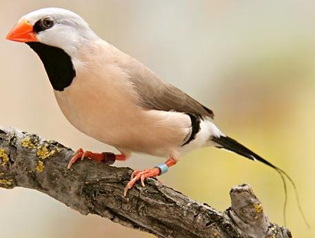 Long tailed finch bird graphics