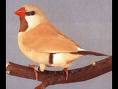 Long tailed finch bird graphics