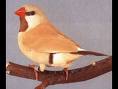 Long tailed finch