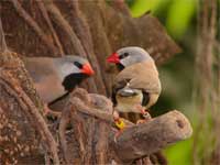 Long tailed finch