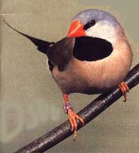 Long tailed finch bird graphics