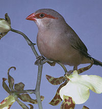 Long tailed finch