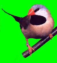 Long tailed finch