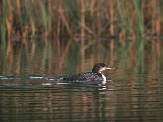 Loon bird graphics