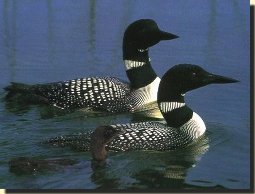 Loon bird graphics