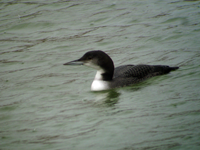 Loon