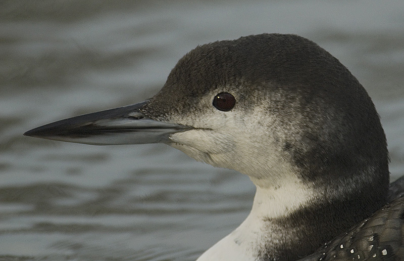 Loon bird graphics