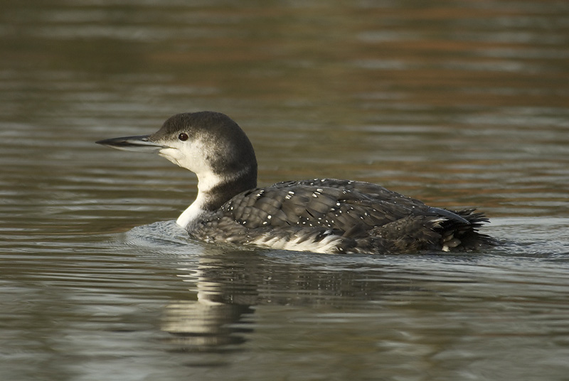 Loon bird graphics