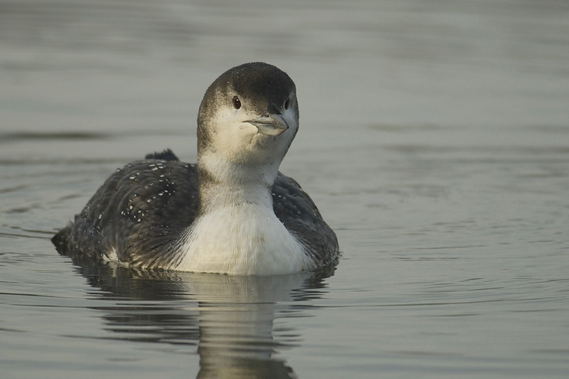 Loon bird graphics