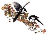 Magpies bird graphics