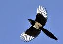 Magpies bird graphics