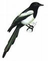 Magpies bird graphics