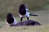 Magpies