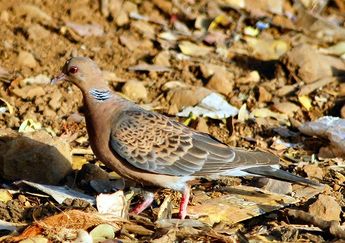 Oriental turtle dove