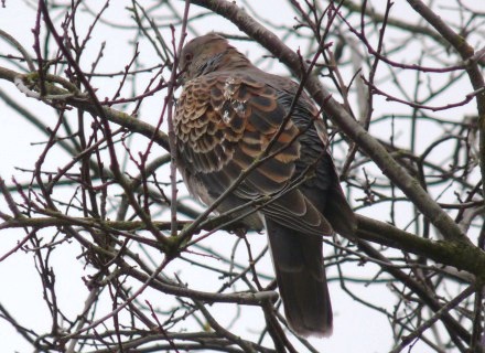 Oriental turtle dove