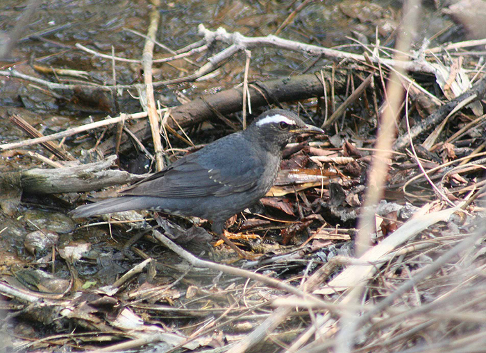 Oriental turtle dove