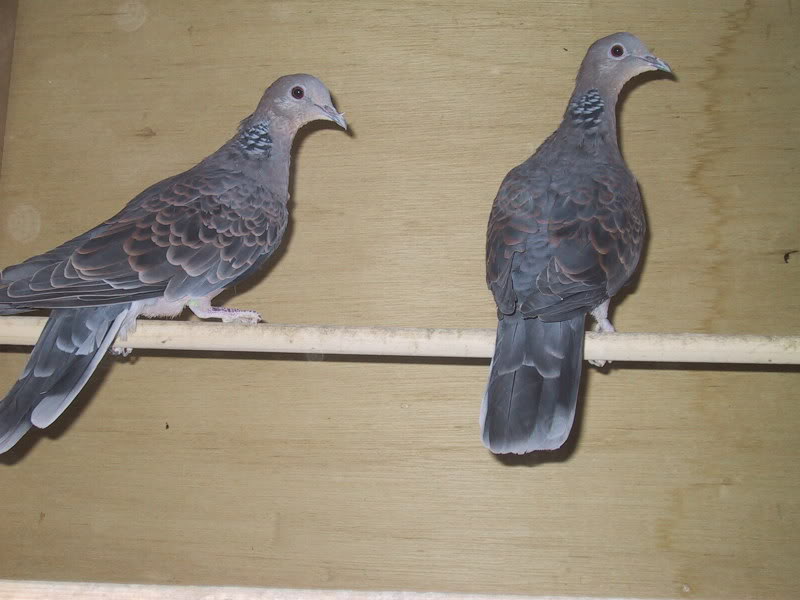 Oriental turtle dove