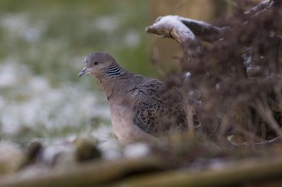 Oriental turtle dove