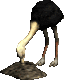Ostrich bird graphics