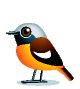 Other birds bird graphics