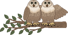 Owls bird graphics