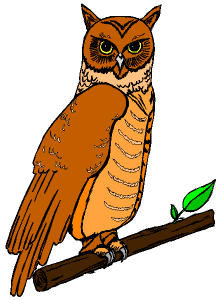 Owls bird graphics