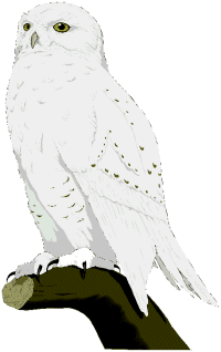 Owls bird graphics