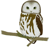 Owls bird graphics