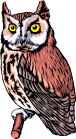 Owls bird graphics