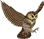 Owls bird graphics