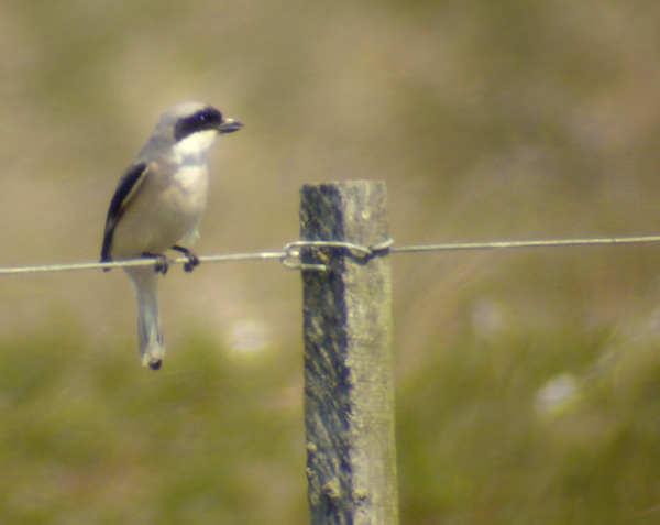 Pale thrush bird graphics