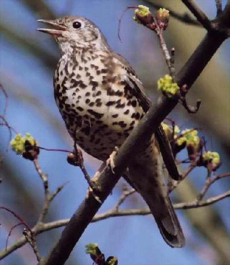 Pale thrush bird graphics