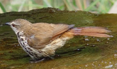 Pale thrush bird graphics