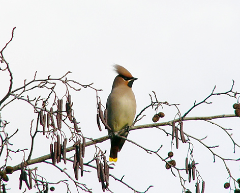 Pale thrush