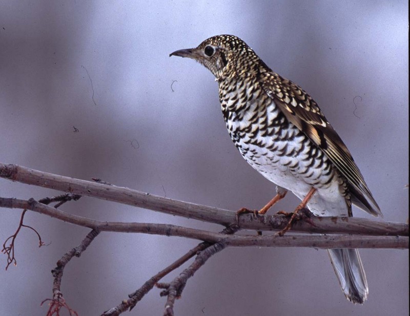 Pale thrush