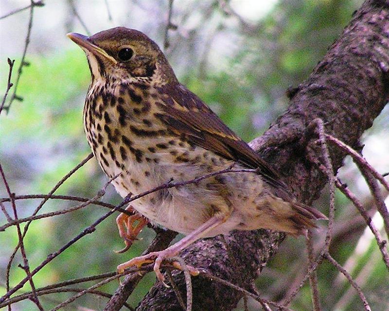 Pale thrush bird graphics