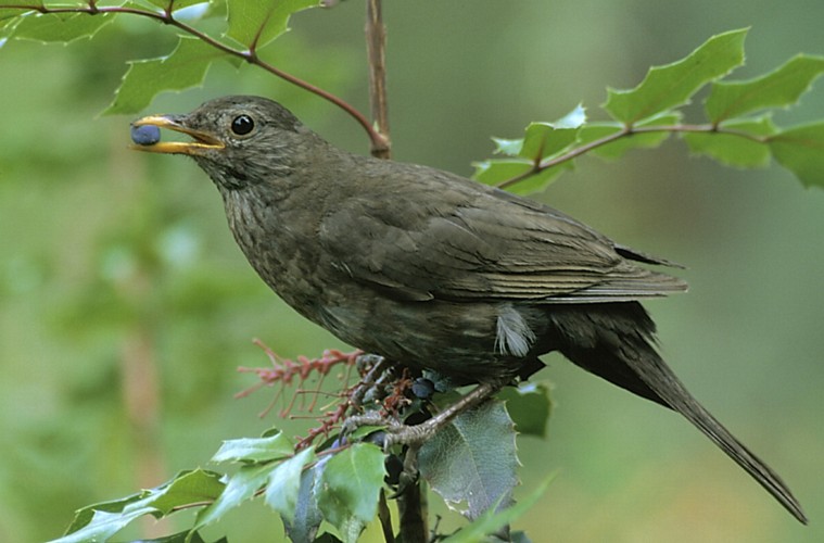 Pale thrush bird graphics