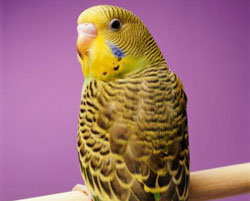 Parakeet