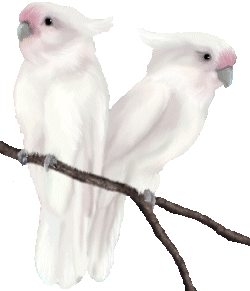 Parakeet bird graphics